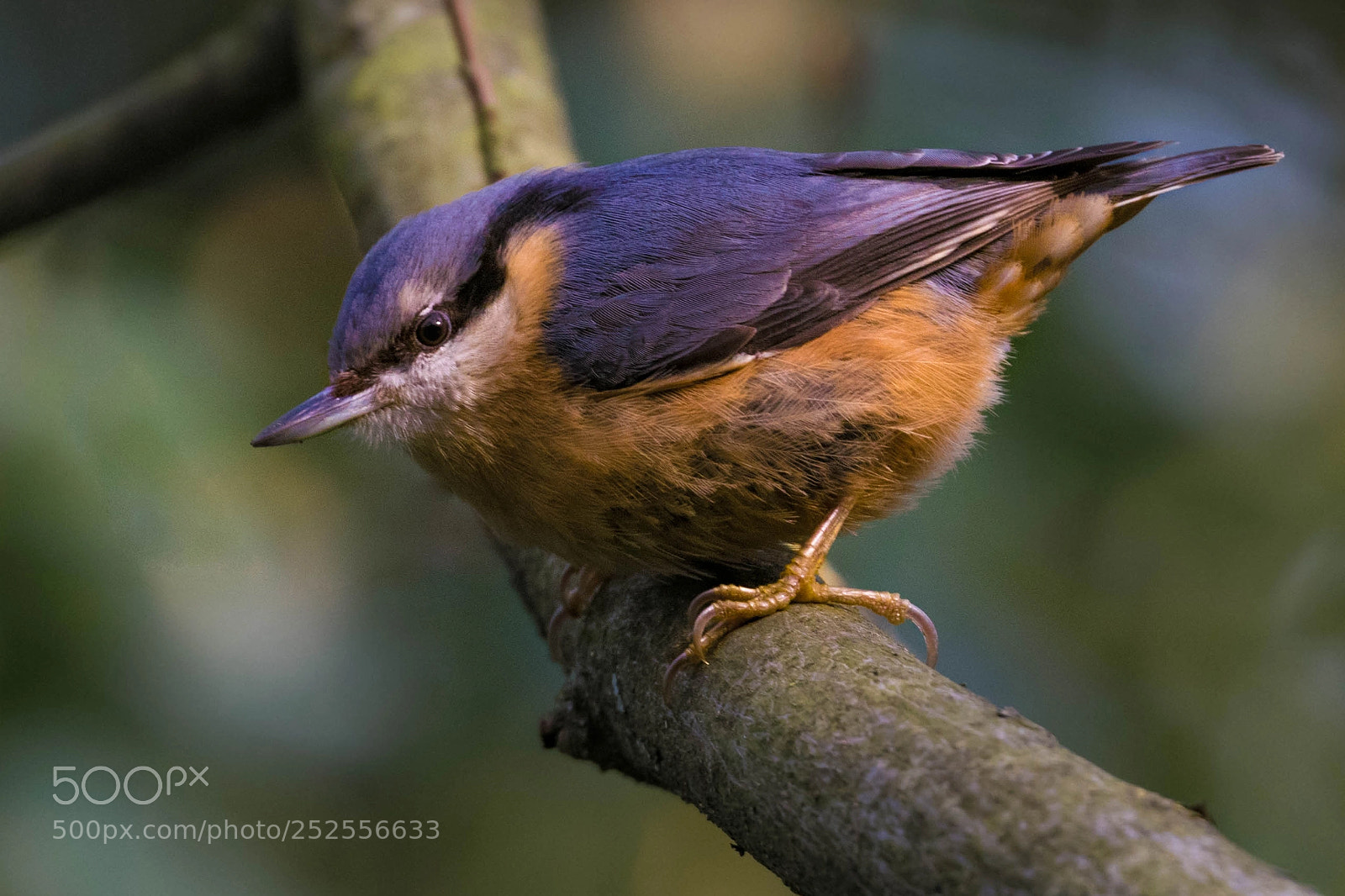 Nikon D5300 sample photo. Wood nuthatch photography