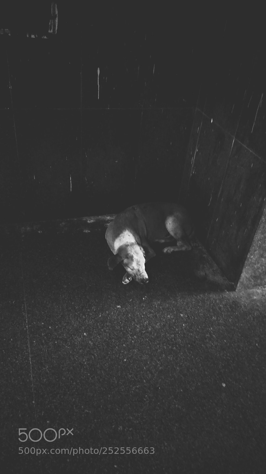 Xiaomi Redmi Note3 sample photo. Dog photography