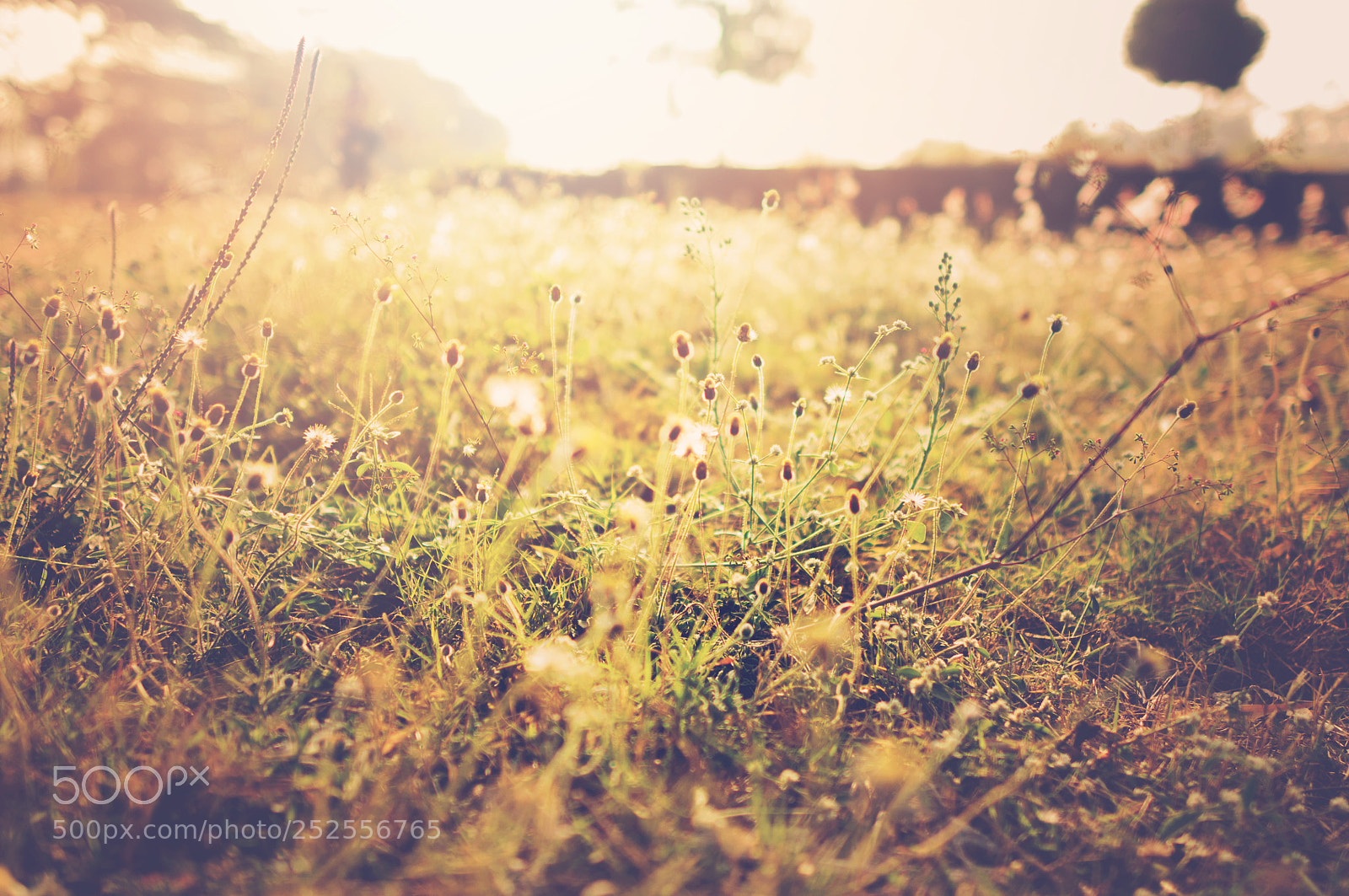 Nikon D90 sample photo. Wild flowers field photography