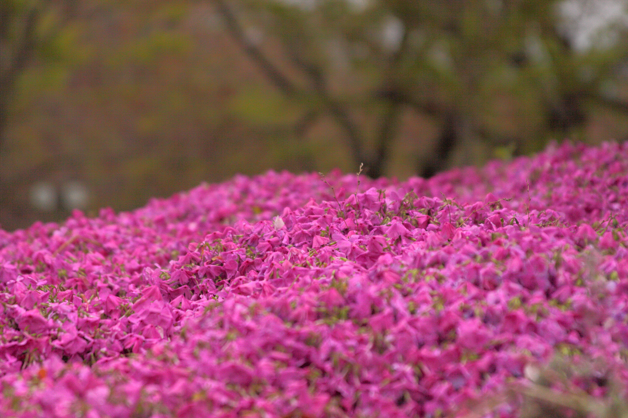 Canon EOS 50D sample photo. Phlox subulata photography