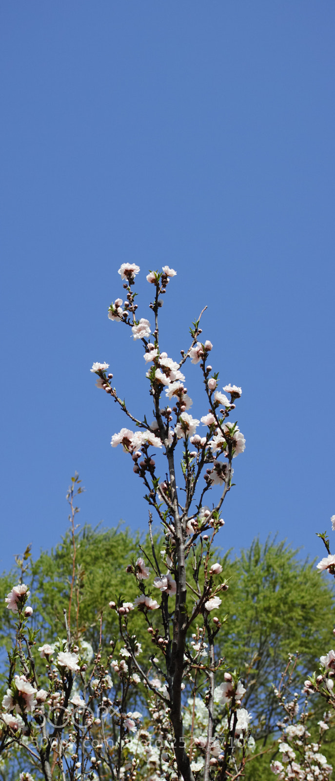 Sigma dp2 Quattro sample photo. Flower photography