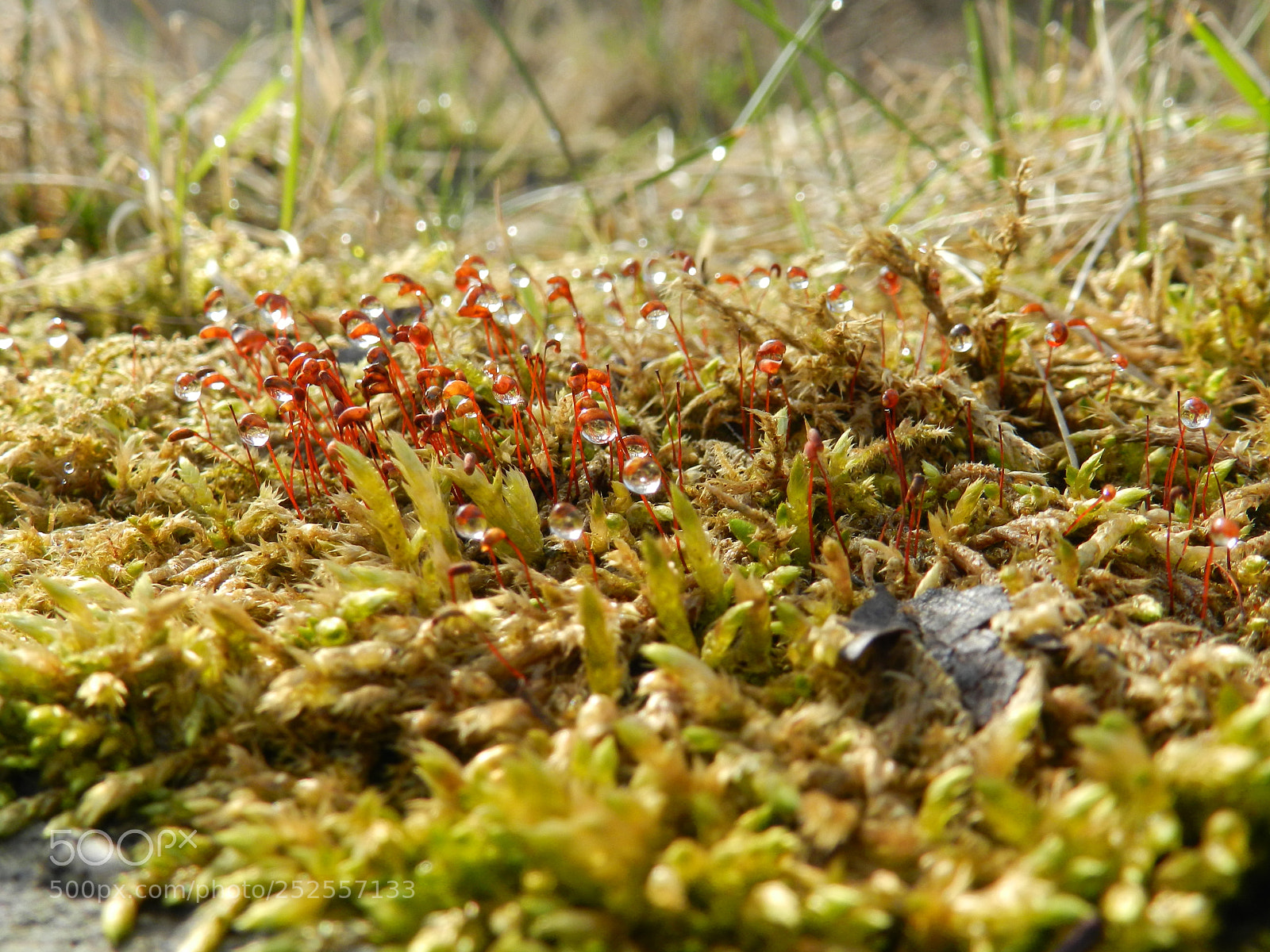 Nikon Coolpix P500 sample photo. Wassertropfen auf dem moos. photography