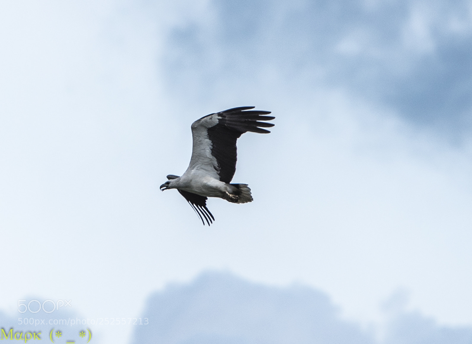 Nikon D750 sample photo. Gray headed  fish eagle photography
