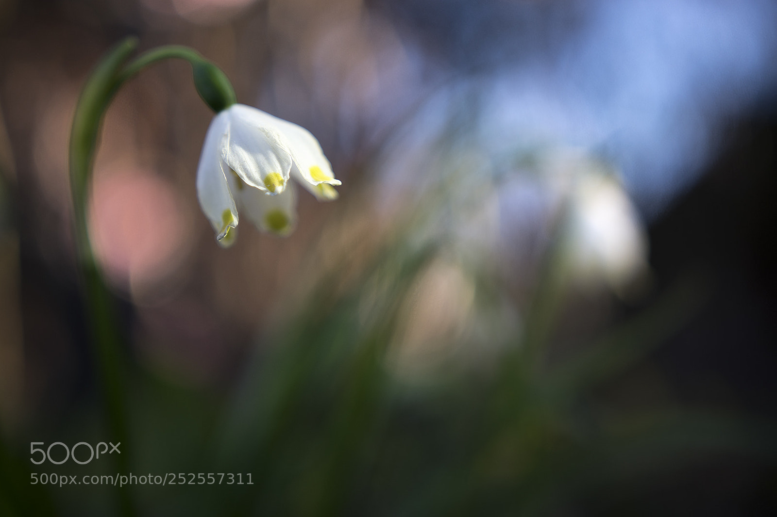 Nikon D5500 sample photo. Spring mood photography