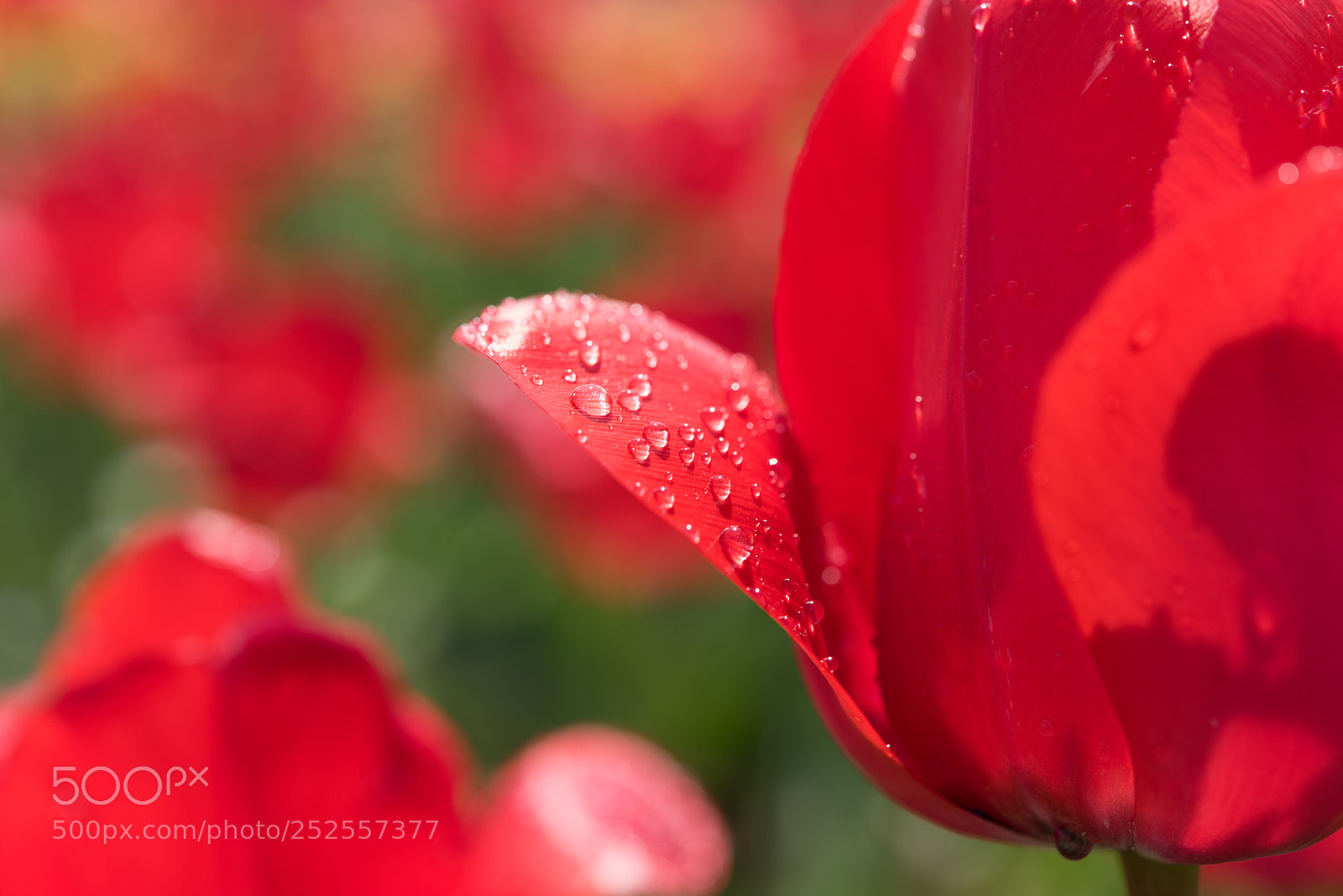 Nikon D810 sample photo. Spring light photography