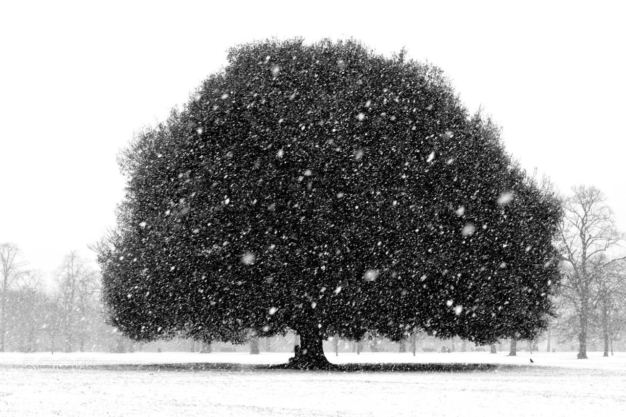 Fujifilm X-E1 sample photo. Winter tree photography
