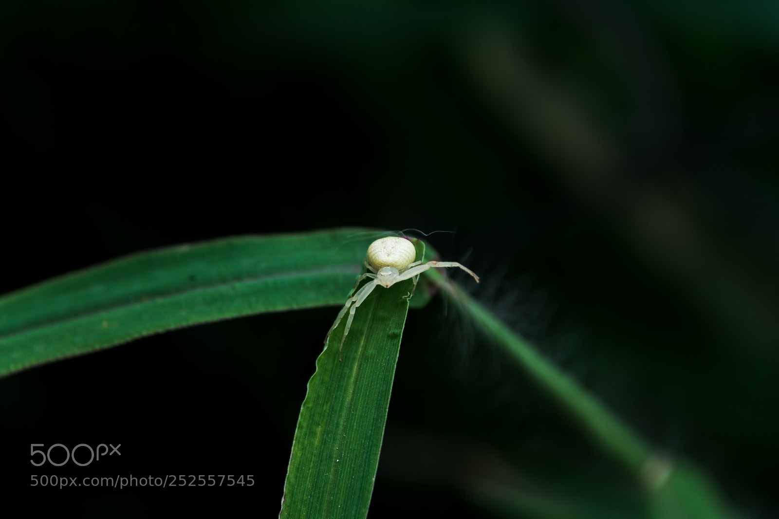 Nikon D7500 sample photo. Crab spider photography