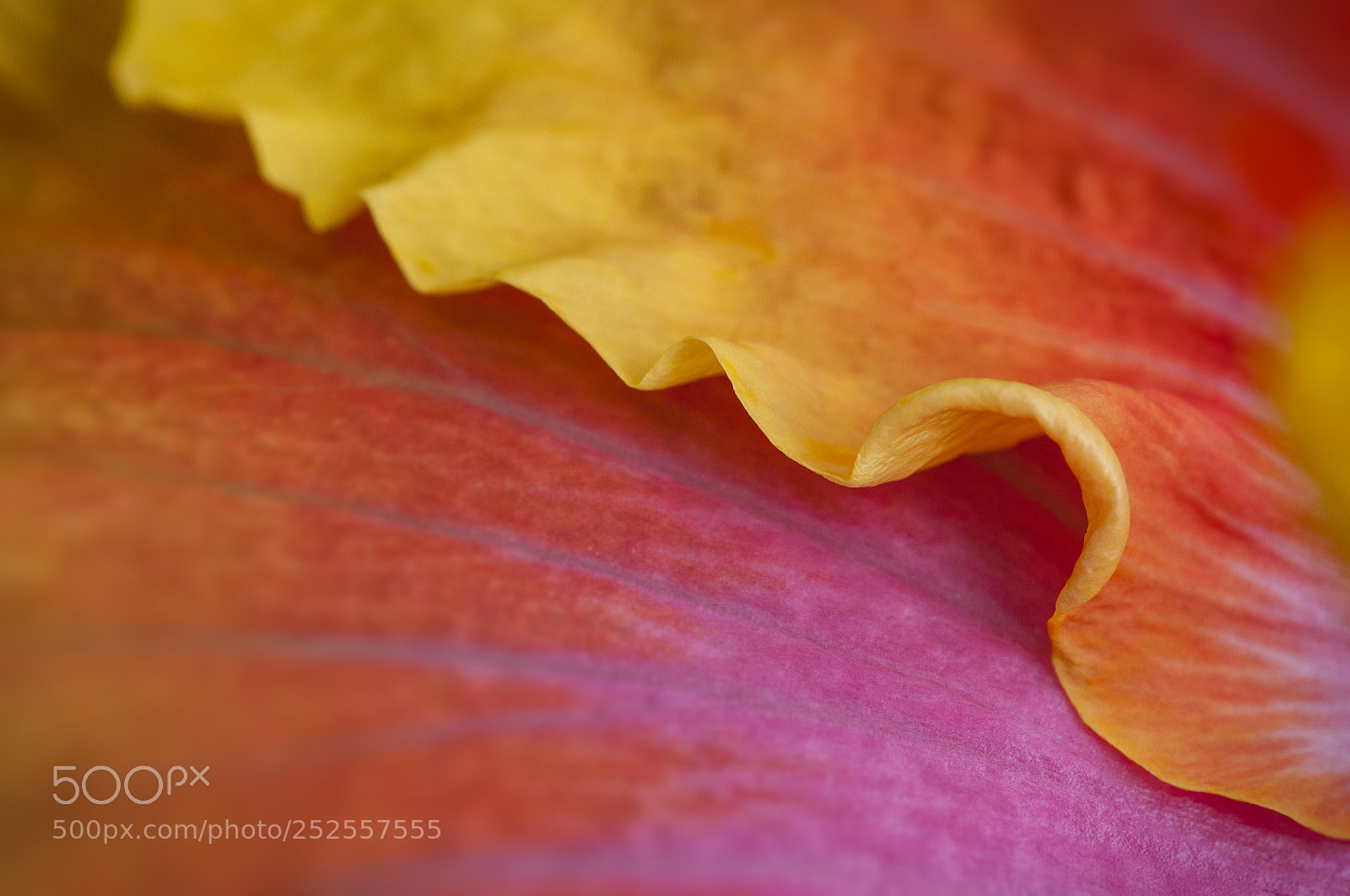Nikon D300S sample photo. Frill photography