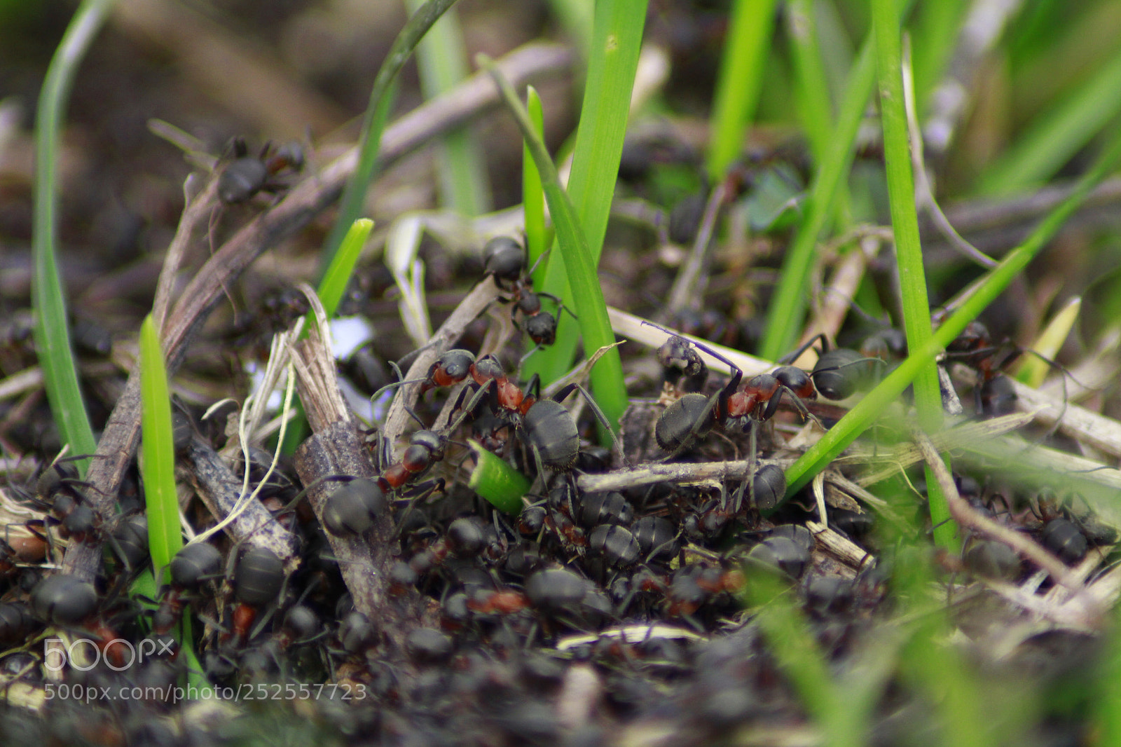 Canon EOS 1200D (EOS Rebel T5 / EOS Kiss X70 / EOS Hi) sample photo. Ants photography