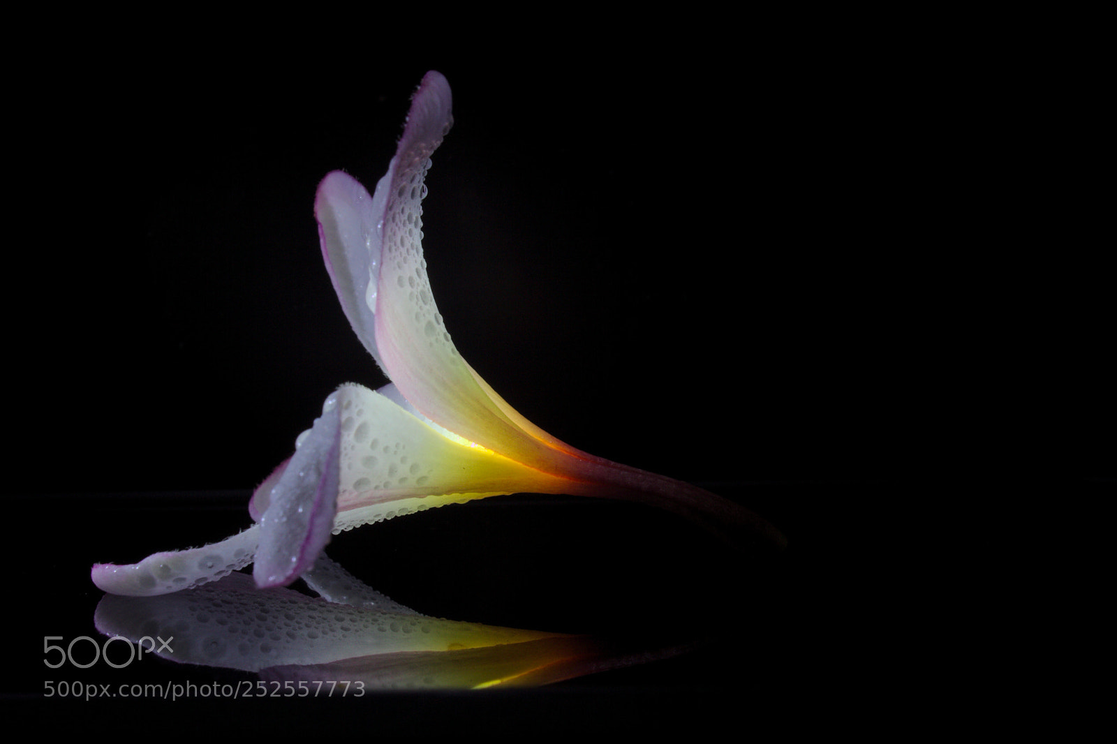 Canon EOS 60D sample photo. Frangipani glow photography