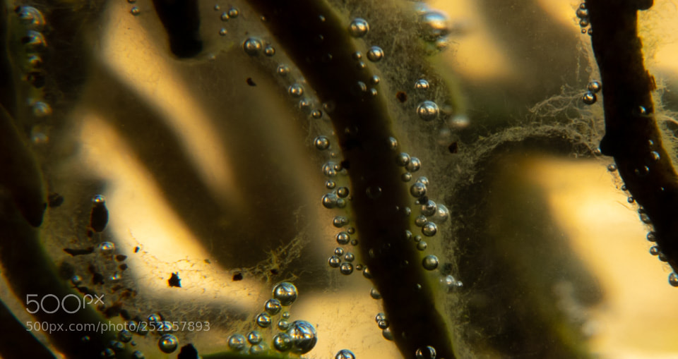 Pentax K-3 II sample photo. Growing plant photography