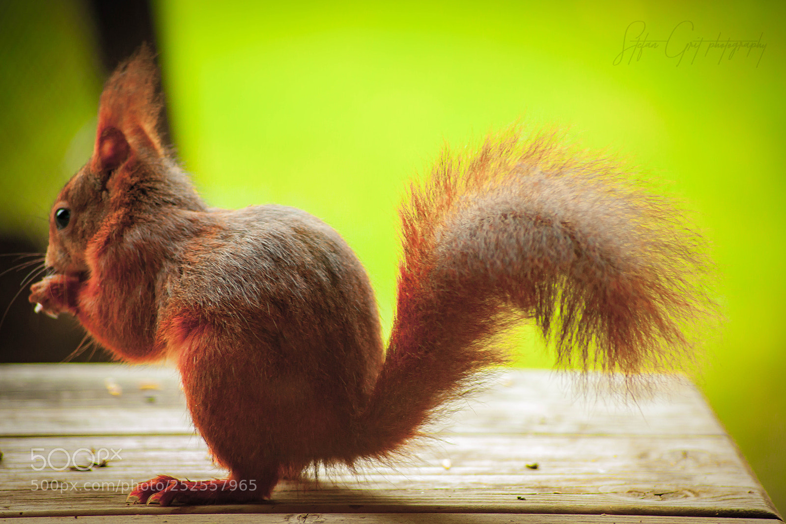 Canon EOS 5D Mark II sample photo. Squirrel photography