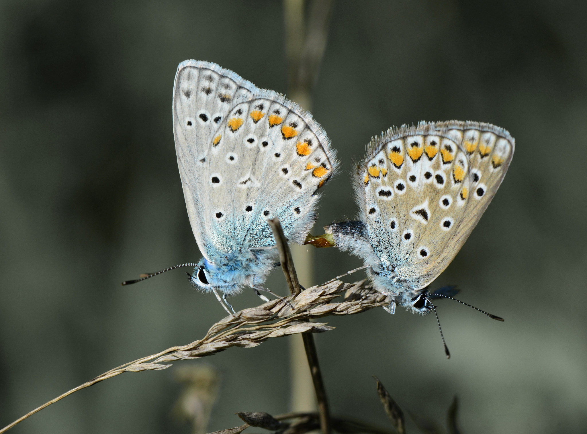 Nikon AF-S Micro-Nikkor 105mm F2.8G IF-ED VR sample photo. Polyommatus icarus photography