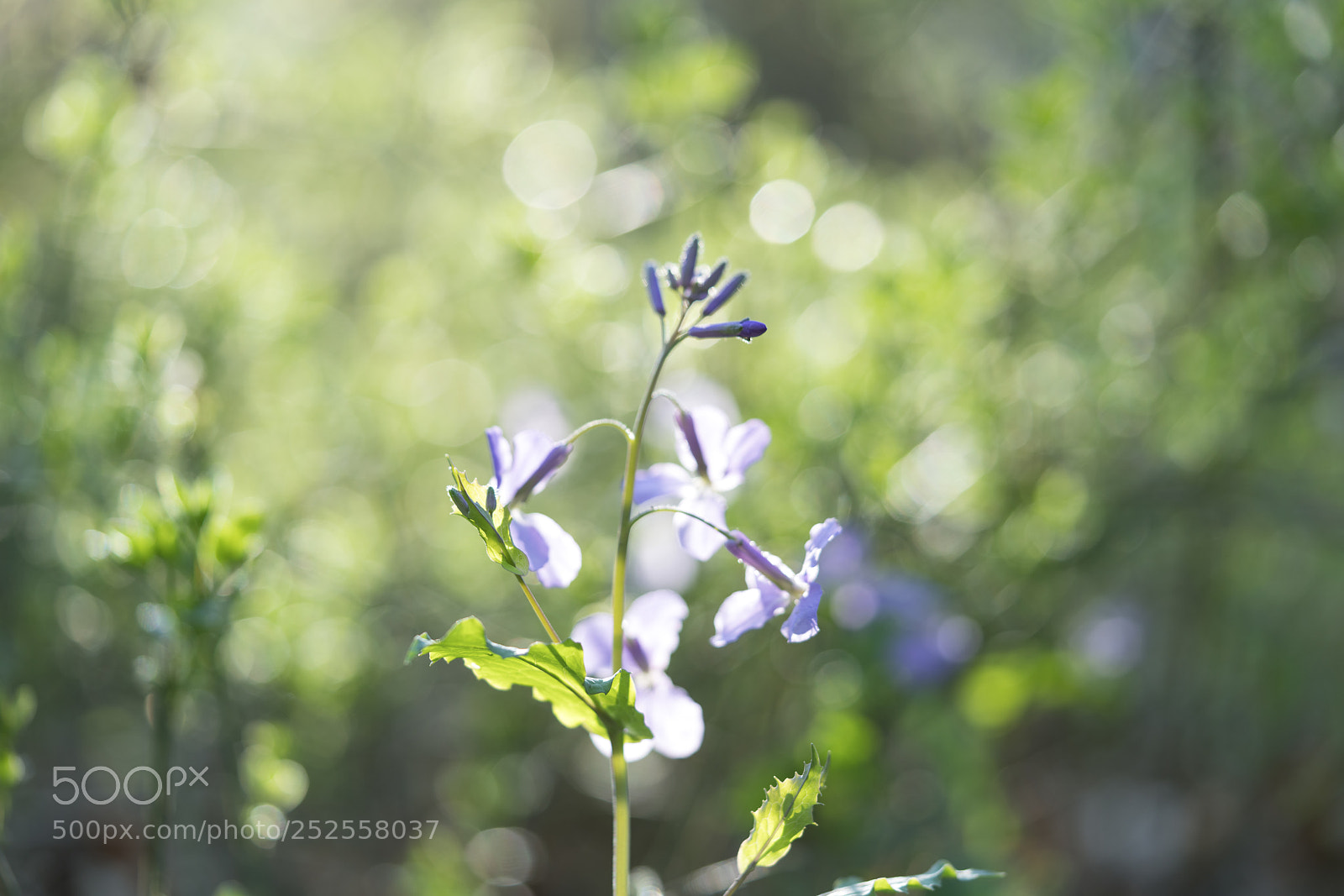 Sony a7R II sample photo. Flowers in the morning photography