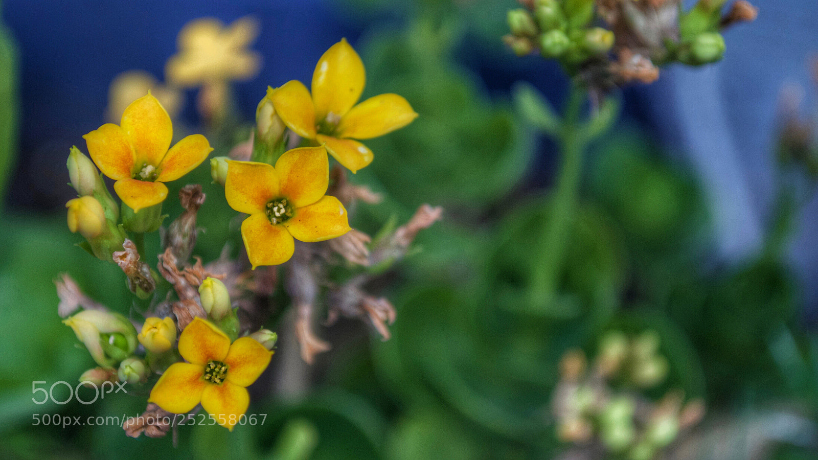 Nikon D5100 sample photo. Yellow and green photography