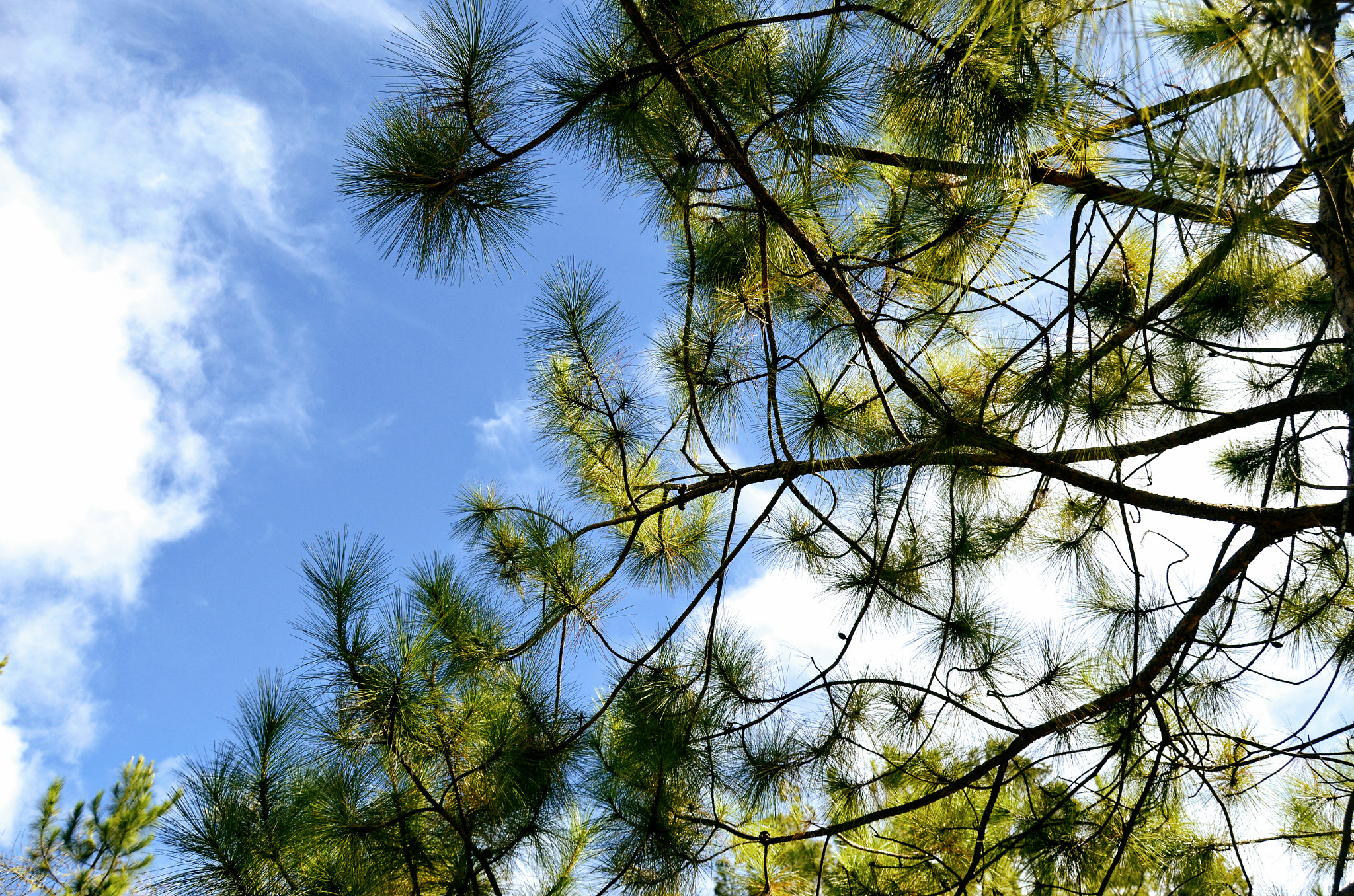 Nikon D5100 sample photo