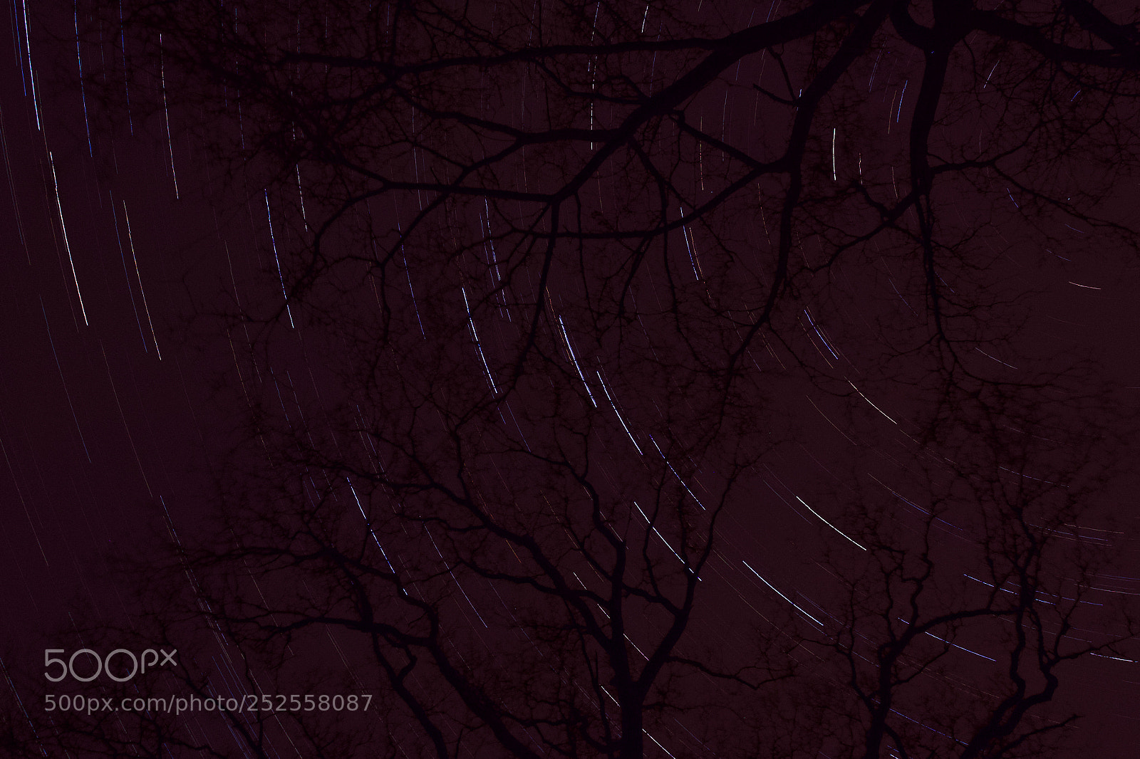Olympus OM-D E-M1 sample photo. Trees at night photography