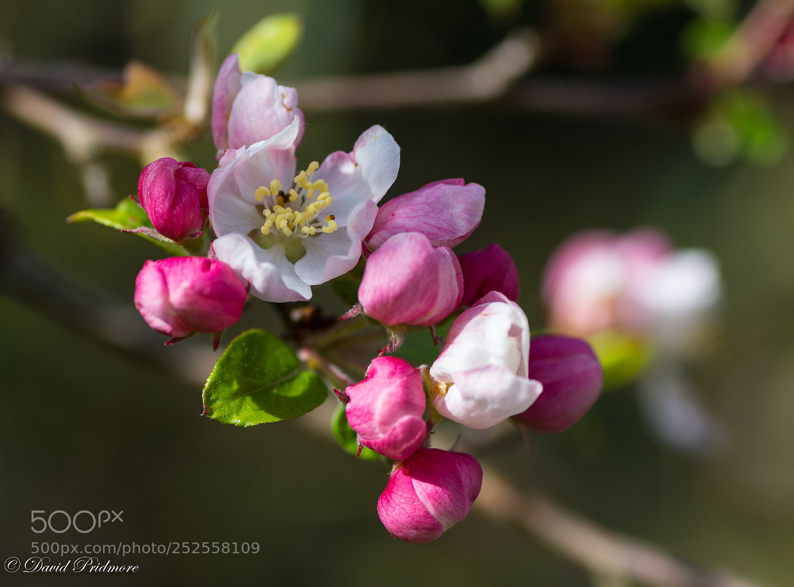 Nikon D7200 sample photo. Apple blossom photography