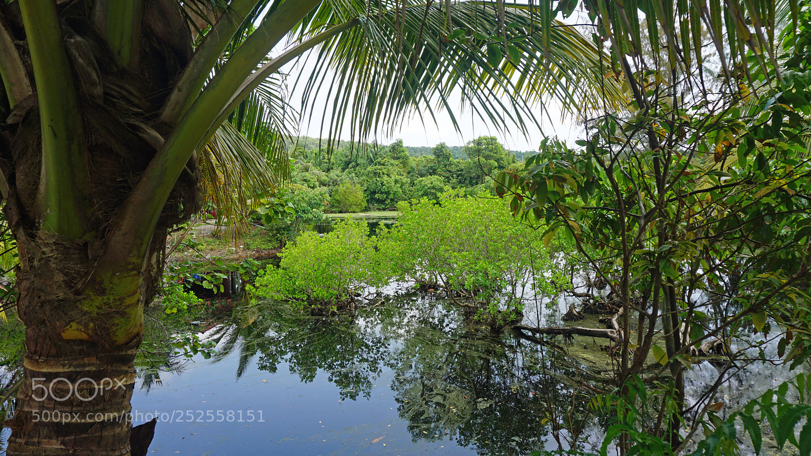 Sony a6000 sample photo. Tropical green pond photography