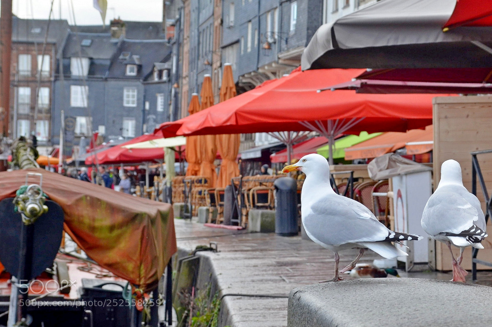 Nikon D7000 sample photo. Gull photography
