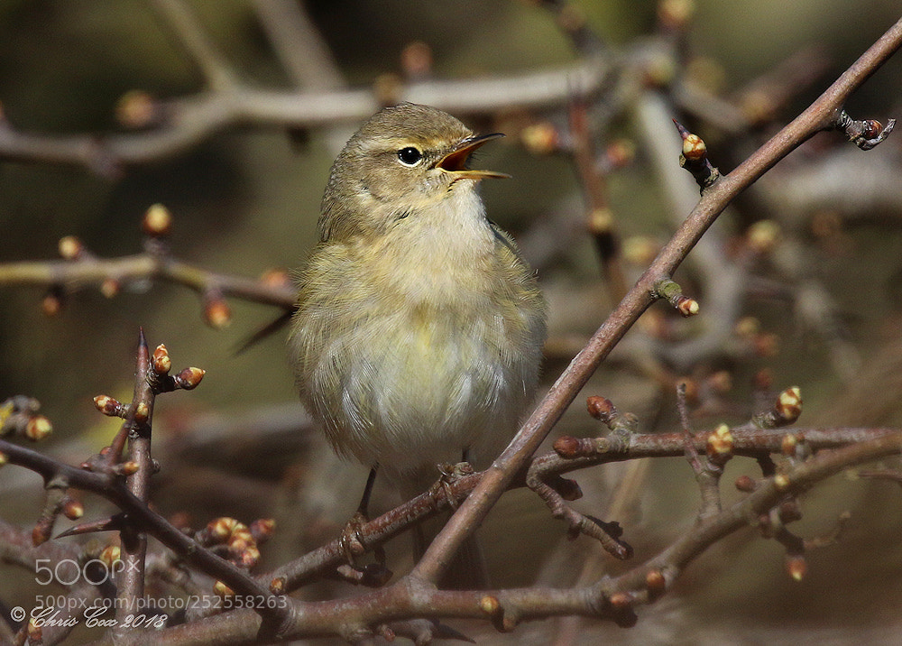 Canon EOS 7D Mark II sample photo. Chiffchaff photography