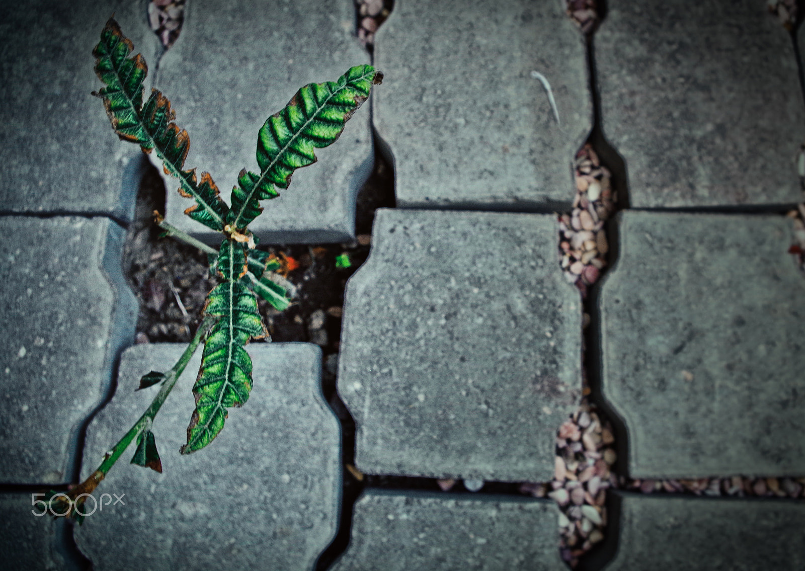 Pentax K-50 sample photo. The plant trapped by the human photography