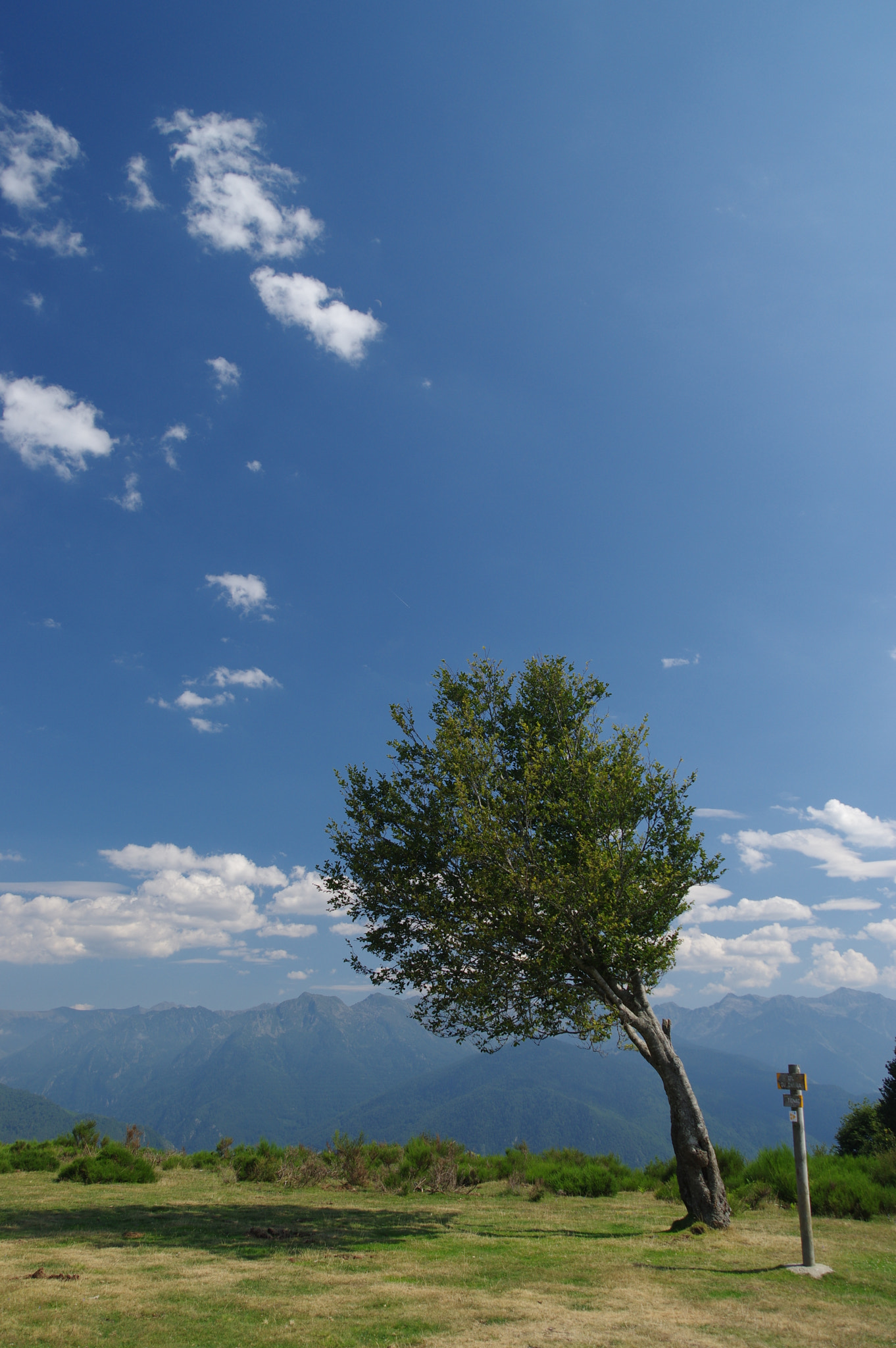 Pentax K-3 II + Pentax smc DA 18-270mm F3.5-6.3 ED SDM sample photo. Thinking tree mountain photography