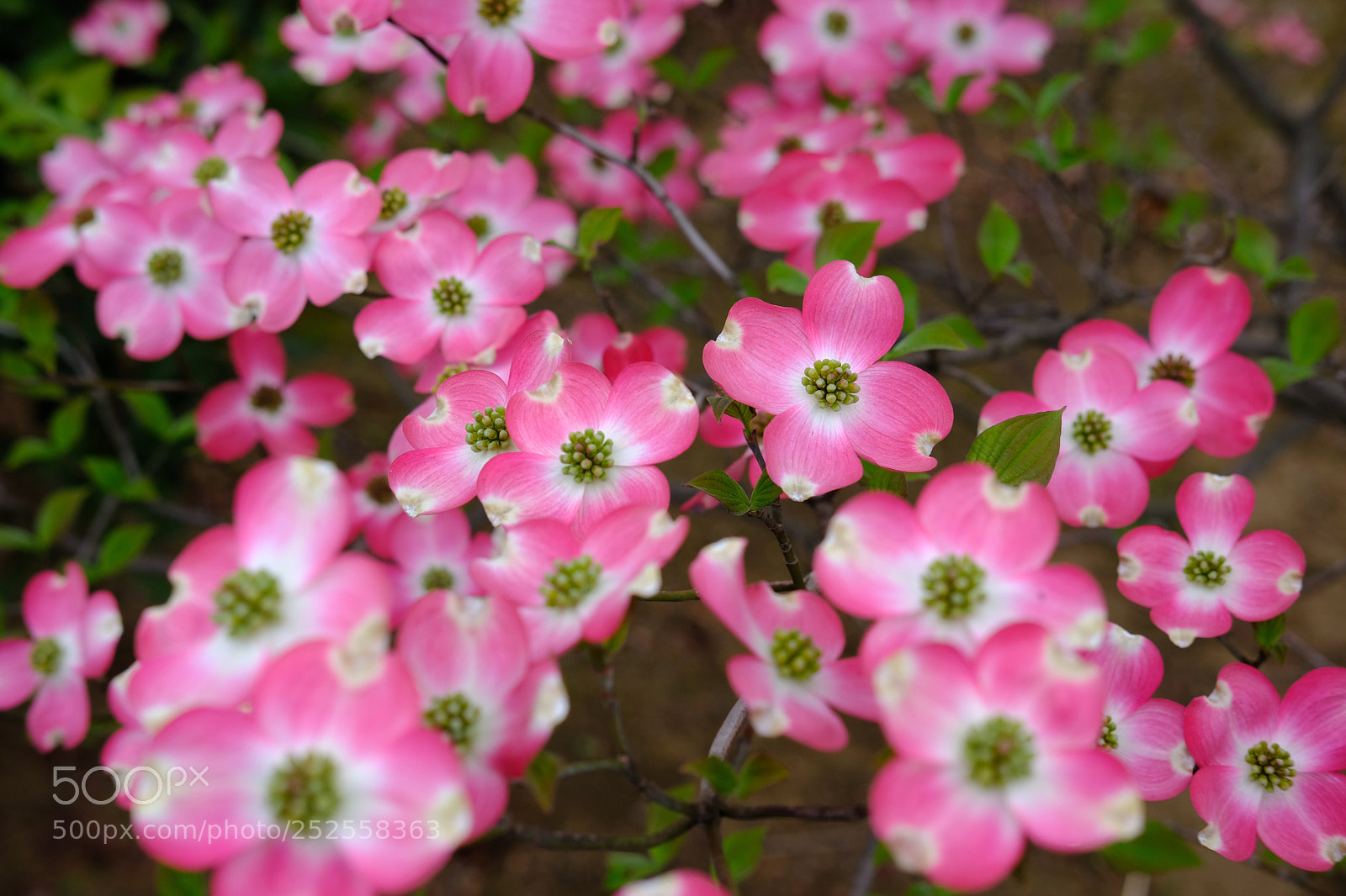 Fujifilm X-T20 sample photo. Dogwood photography