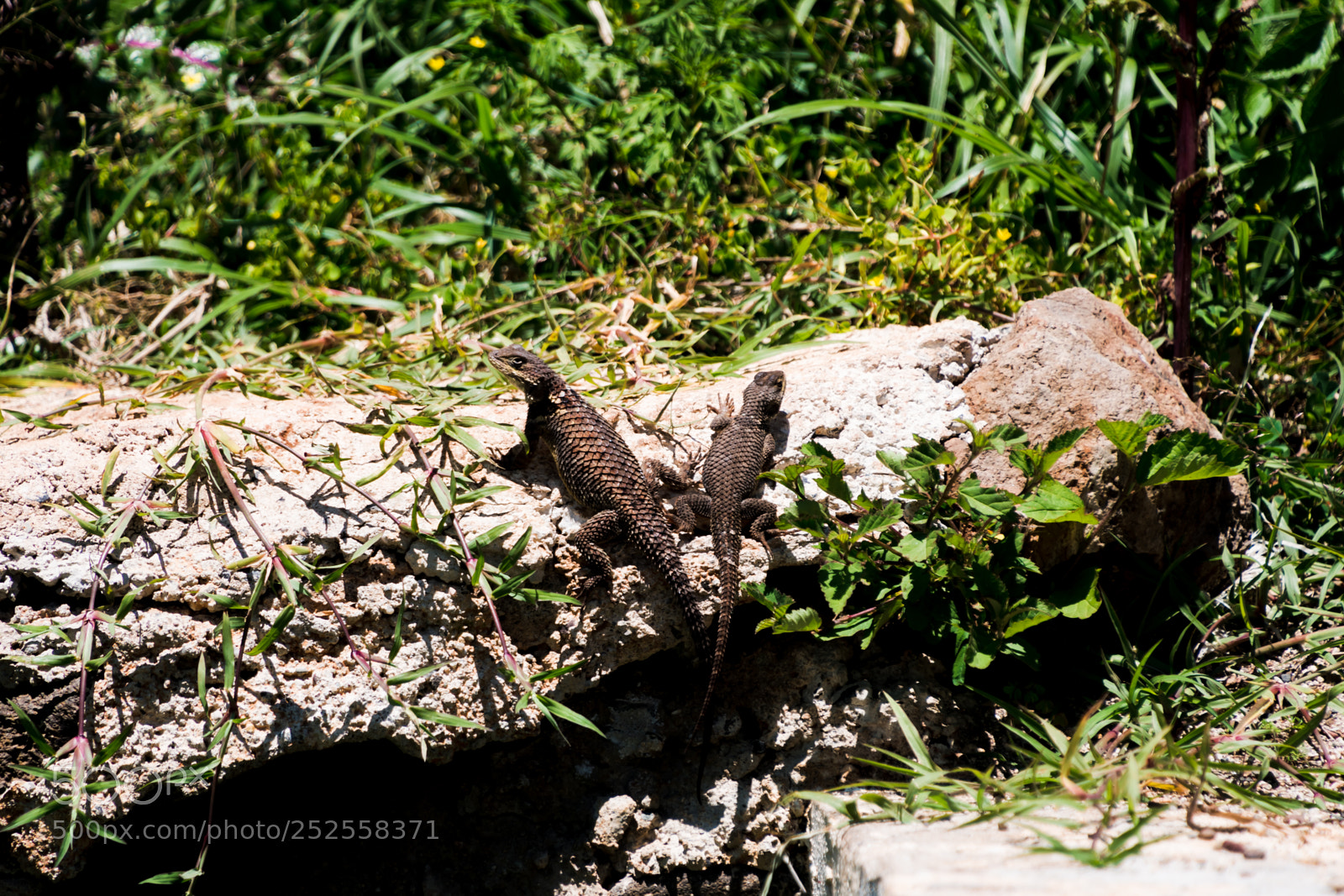 Nikon D7500 sample photo. Sun bathing photography