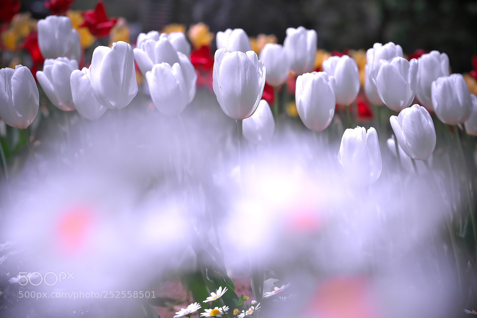 Sony a7R sample photo. Tulip photography