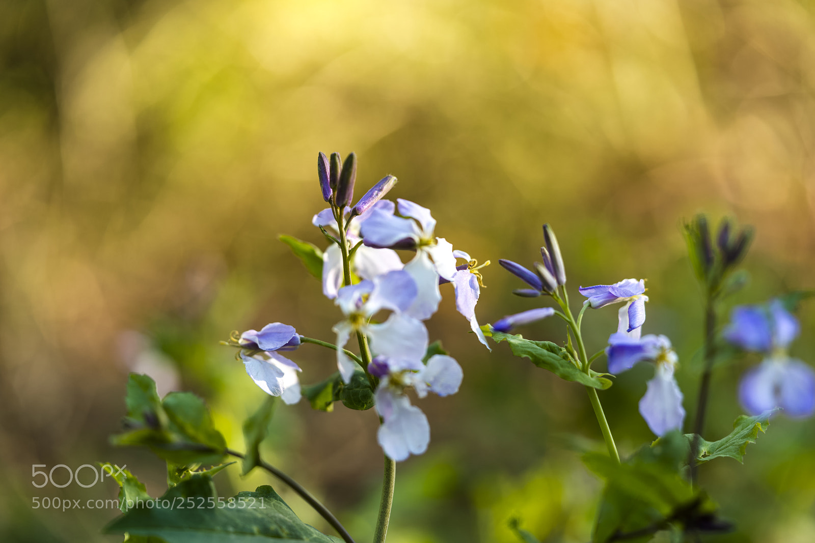 Sony a7R II sample photo. Flowers in the morning-1 photography