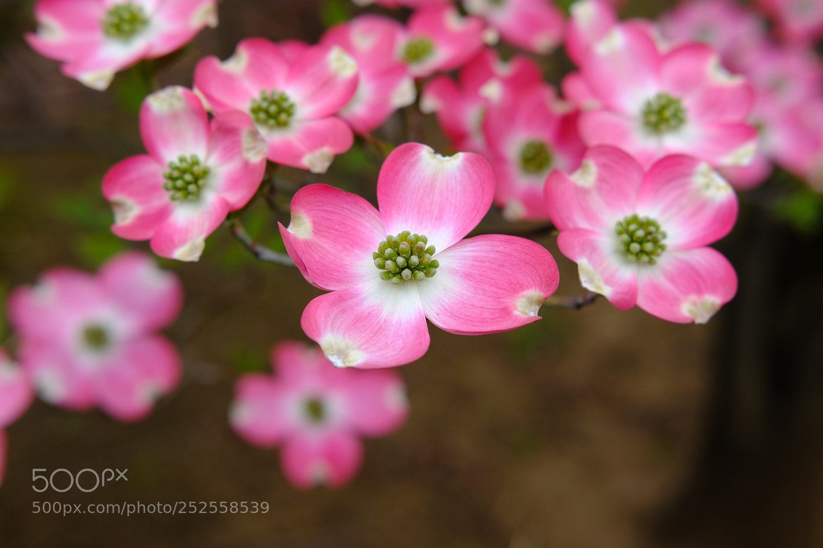 Fujifilm X-T20 sample photo. Dogwood photography
