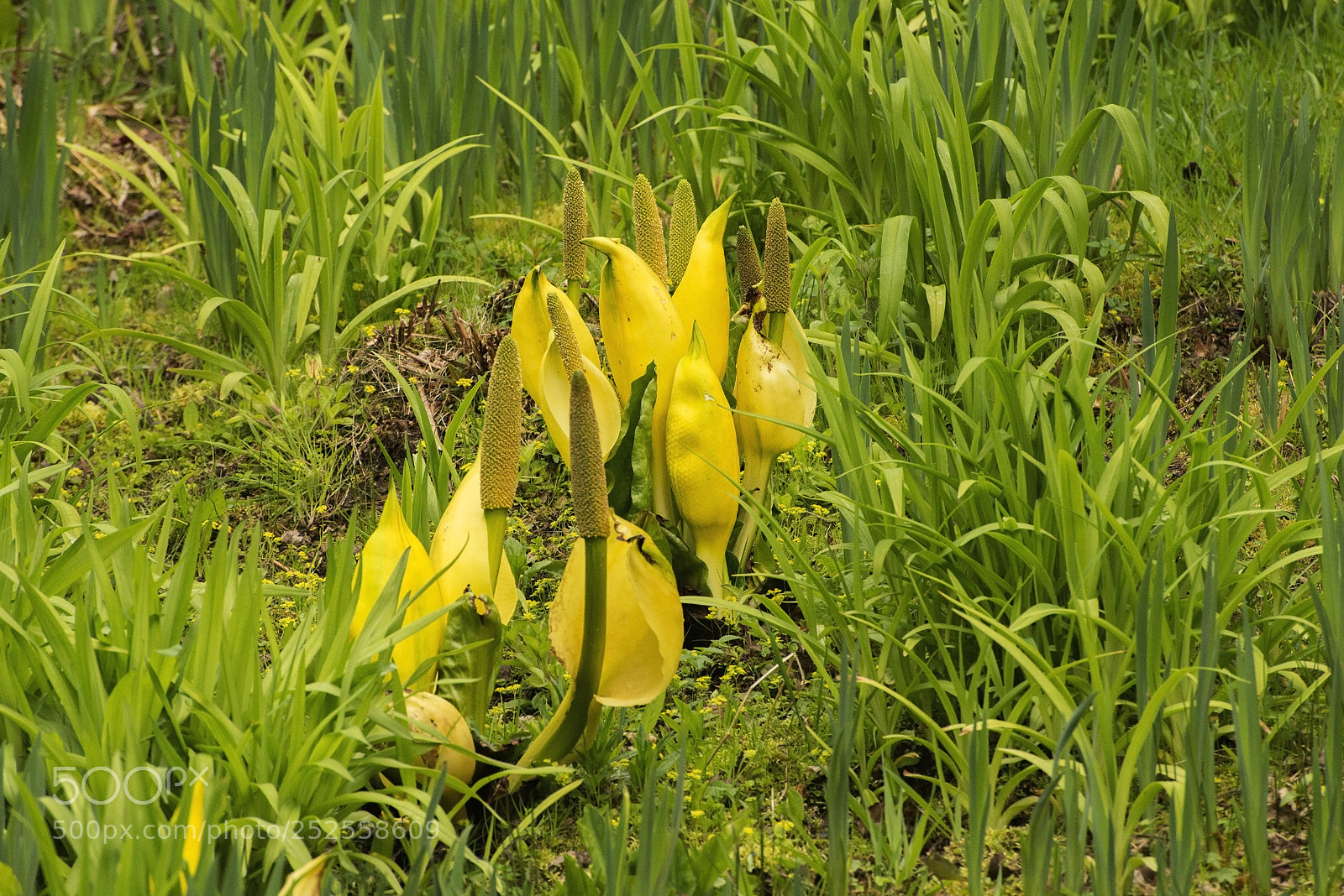 Nikon D600 sample photo. Just emerged! (1) photography