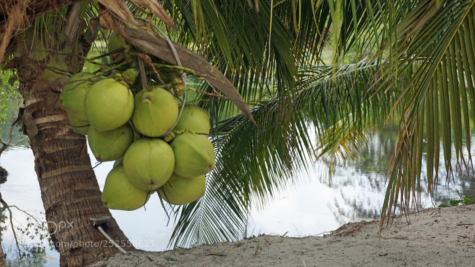 Sony a6000 sample photo. Tropical green pond photography