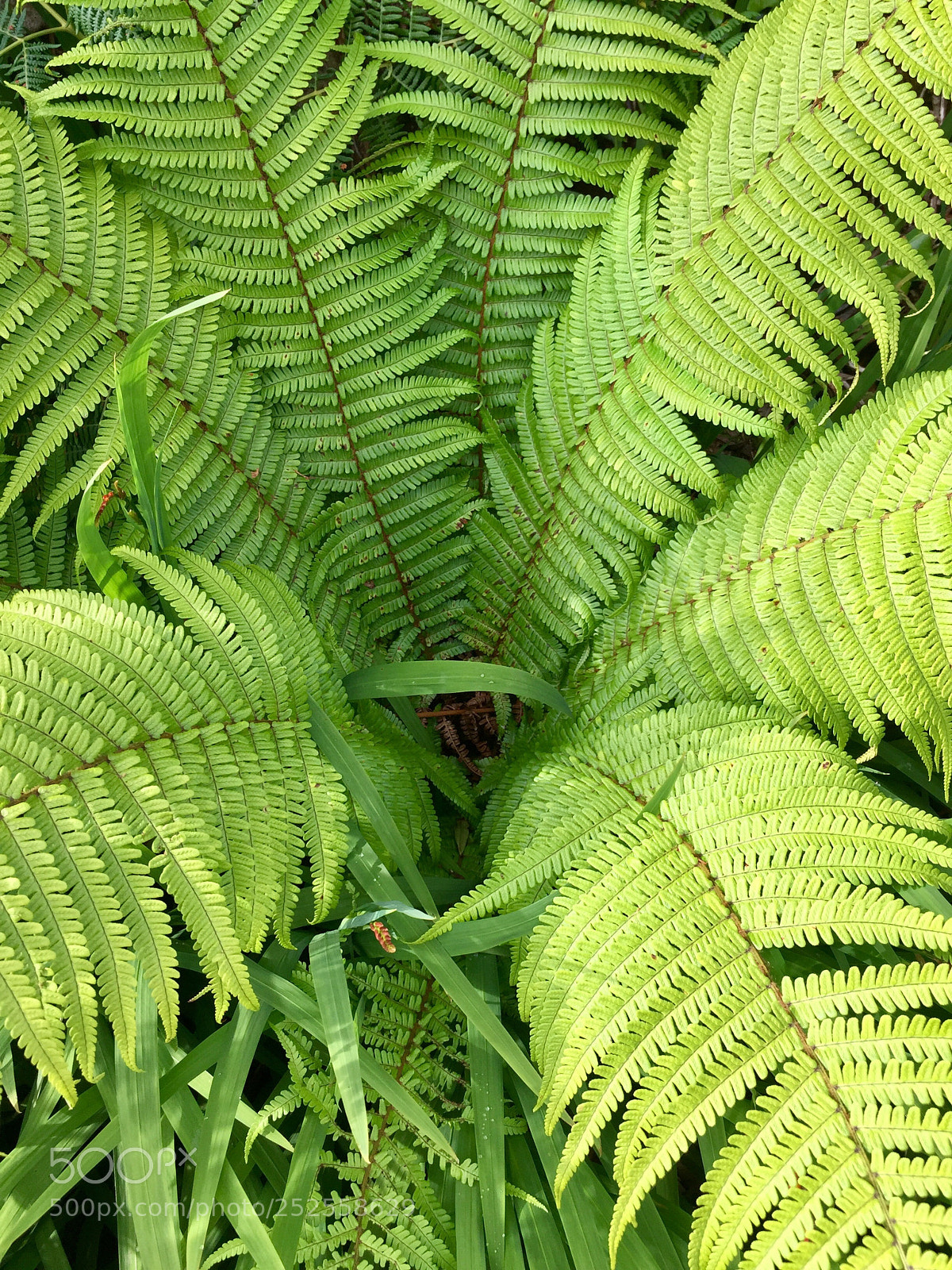 Apple iPhone 6 sample photo. Ferns valentia island, co photography