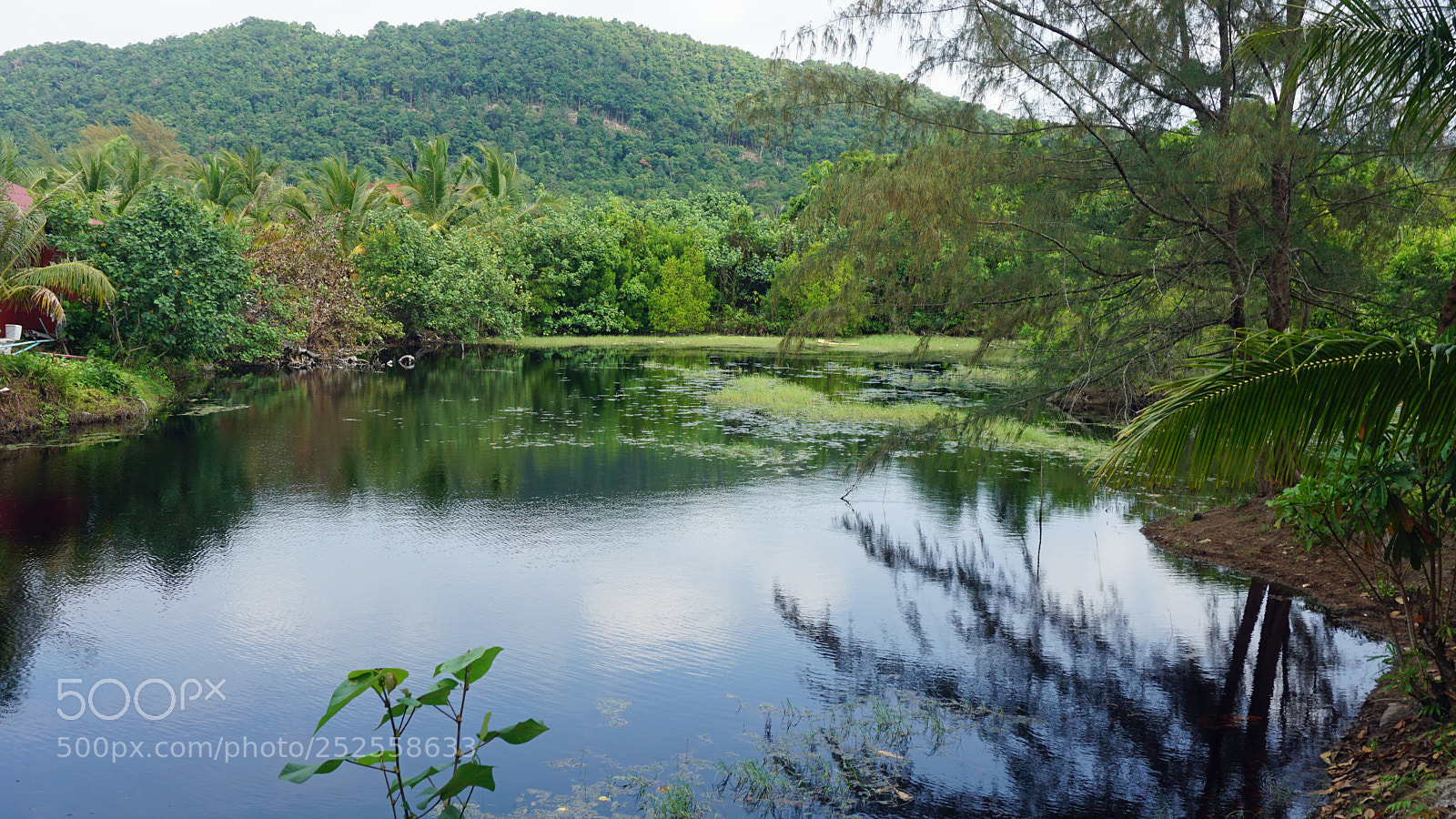 Sony a6000 sample photo. Tropical green pond photography