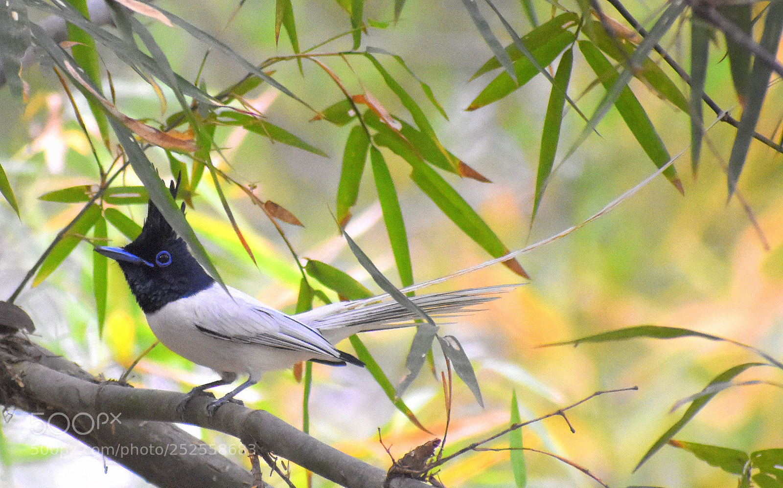 Nikon D7200 sample photo. Paradise flycatcher photography