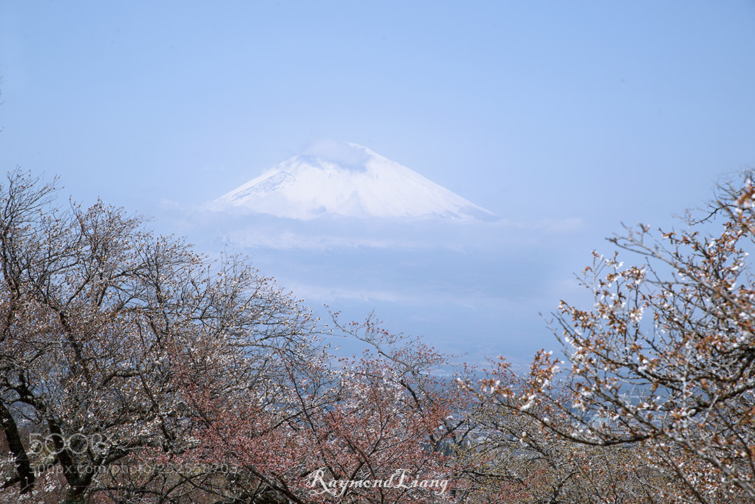 Nikon D800E sample photo. Mount fuji photography