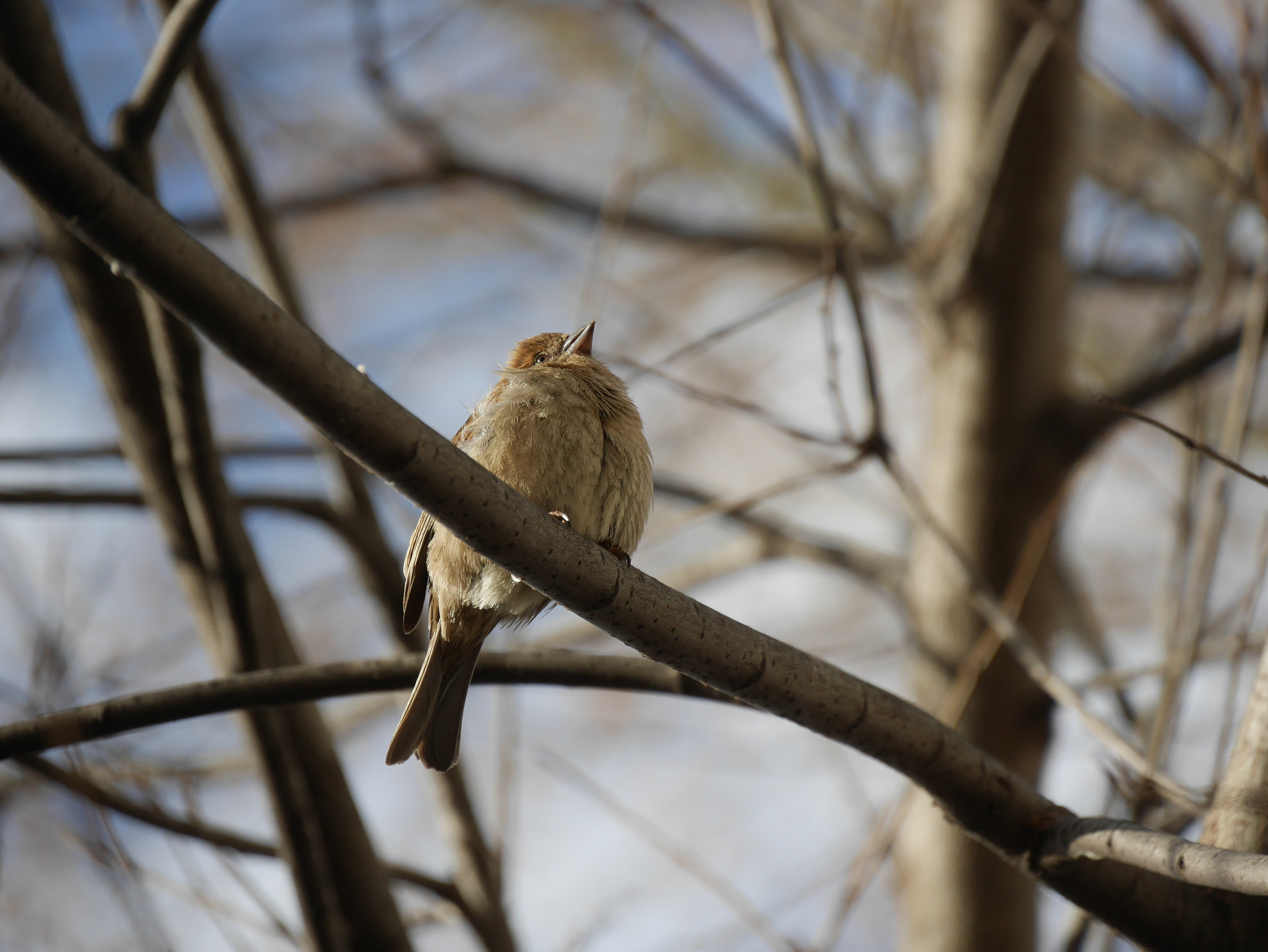 Panasonic Lumix DMC-GF7 sample photo. Sparrow at central park photography