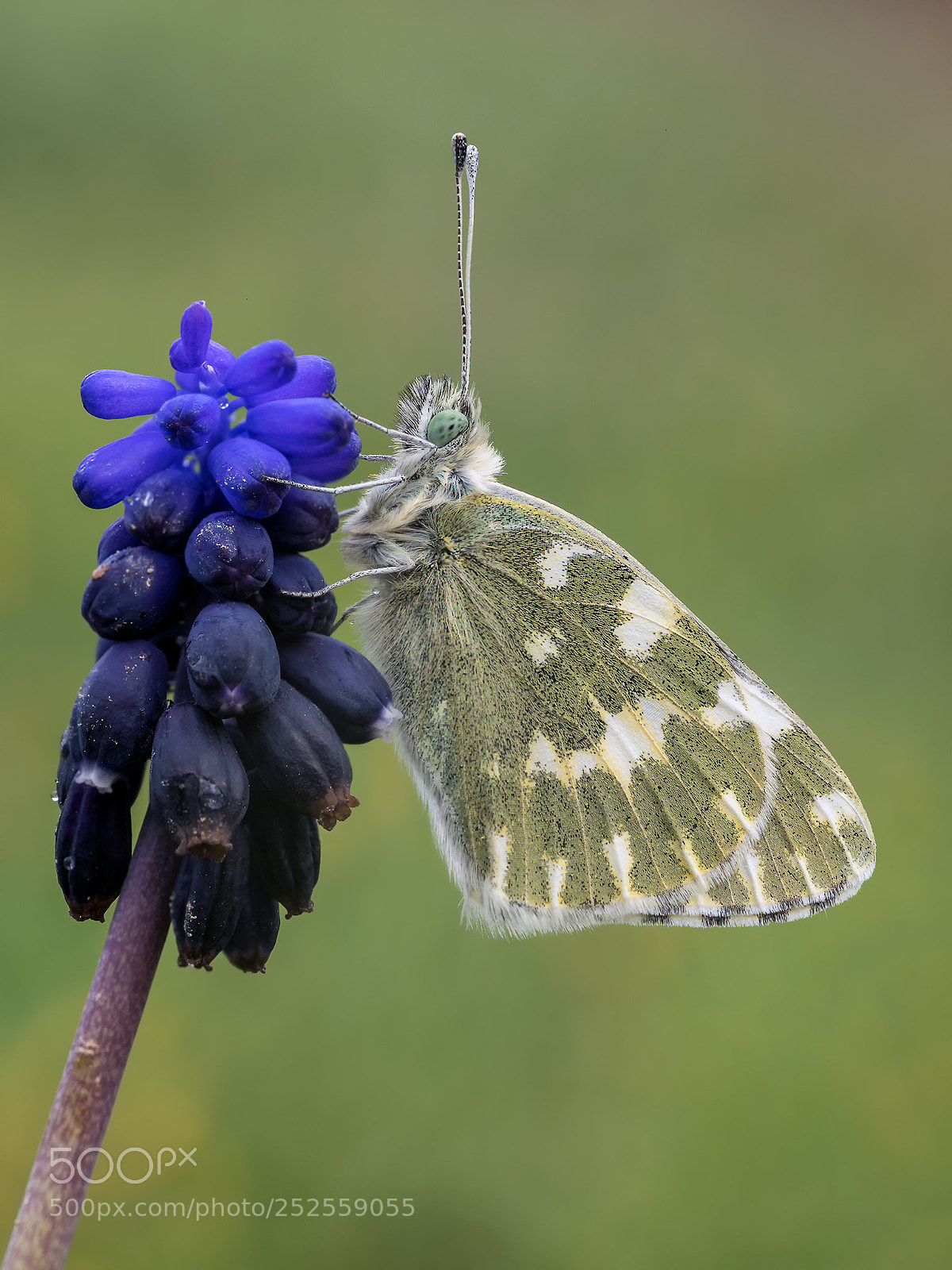 Olympus OM-D E-M1 sample photo. Pontia daplidice photography
