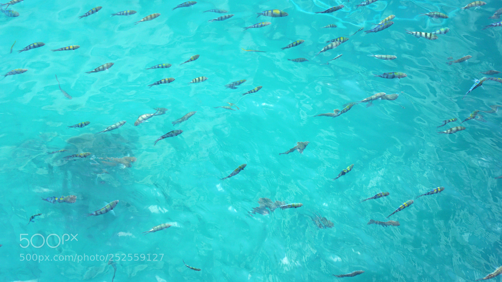 Sony a6000 sample photo. Underwater fish swarm photography