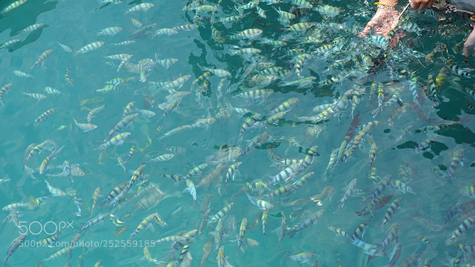 Sony a6000 sample photo. Underwater fish swarm photography
