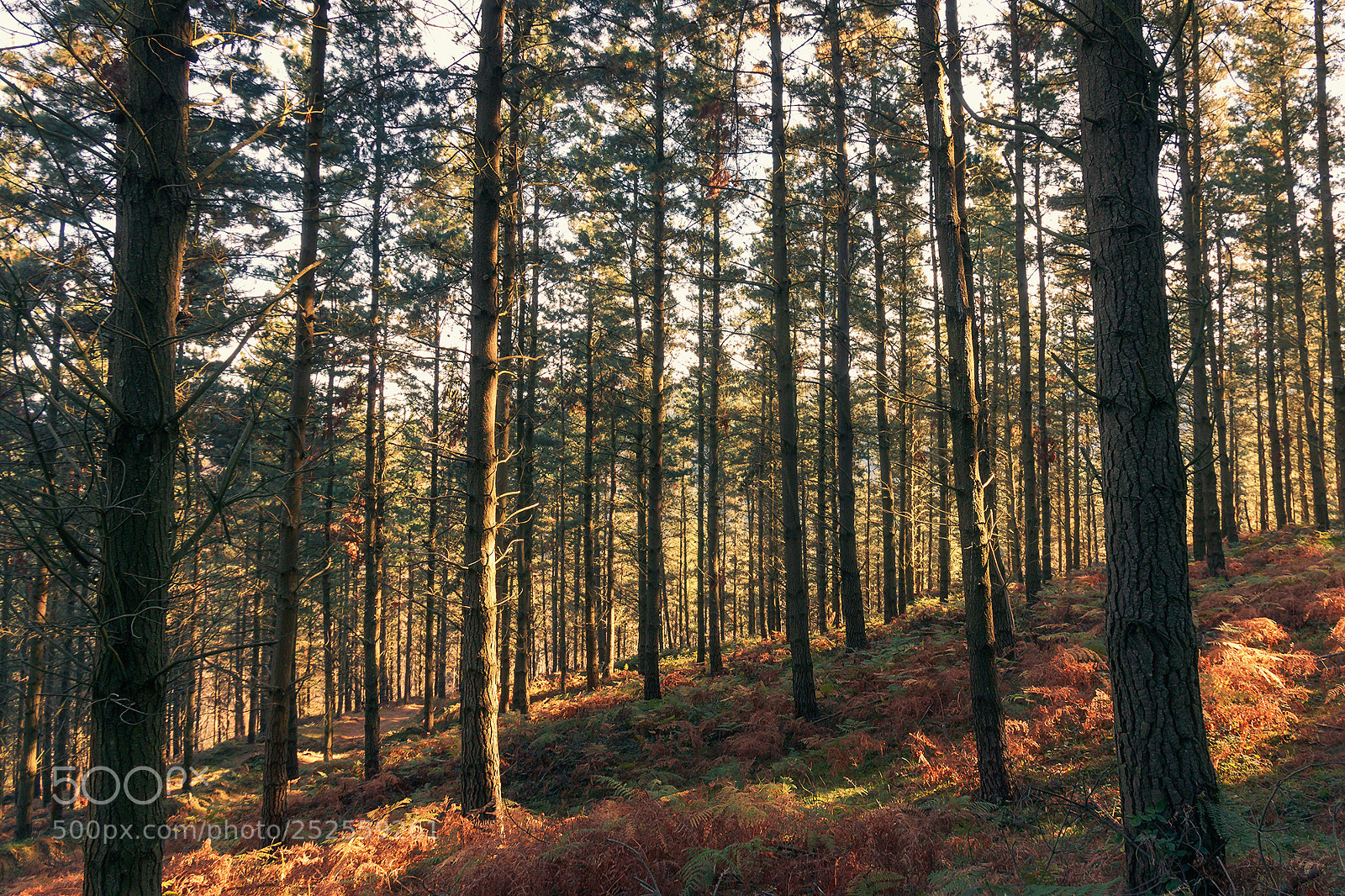 Canon EOS 70D sample photo. Alonsotegi woodland photography