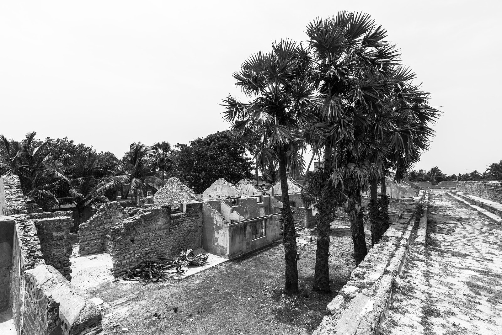 Nikon D810 sample photo. Palmyrah trees in dutch photography