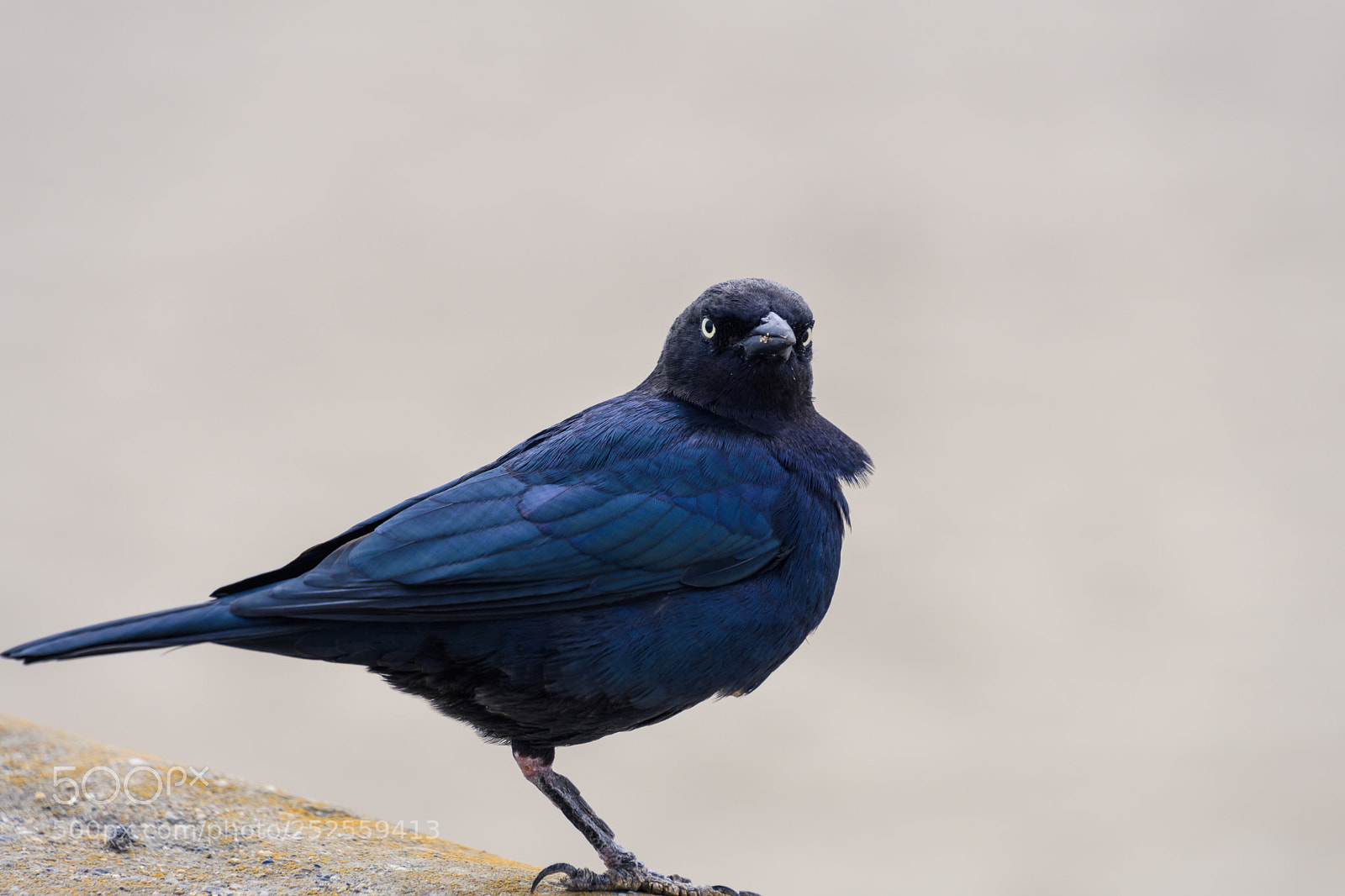Nikon D7500 sample photo. Looking over photography