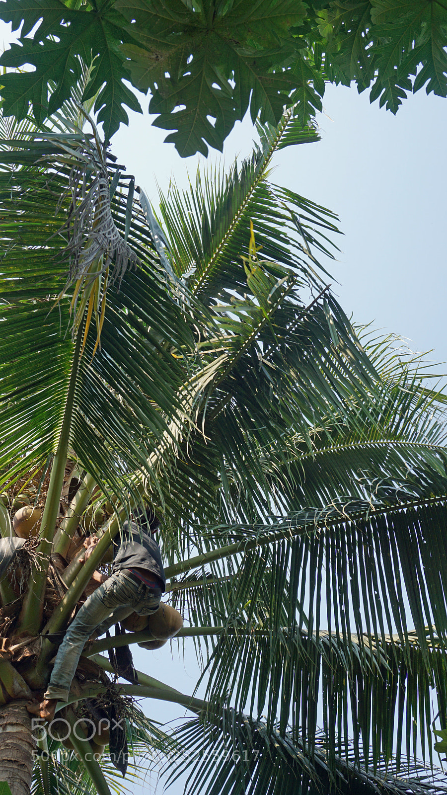 Sony a6000 sample photo. Cropping a coconut photography