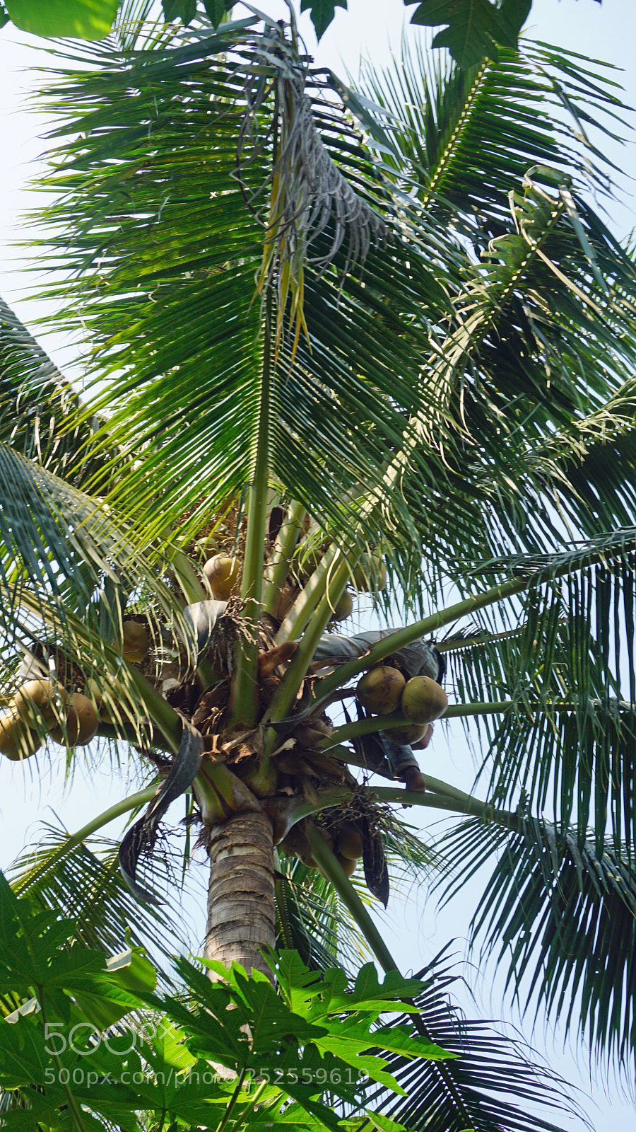 Sony a6000 sample photo. Cropping a coconut photography