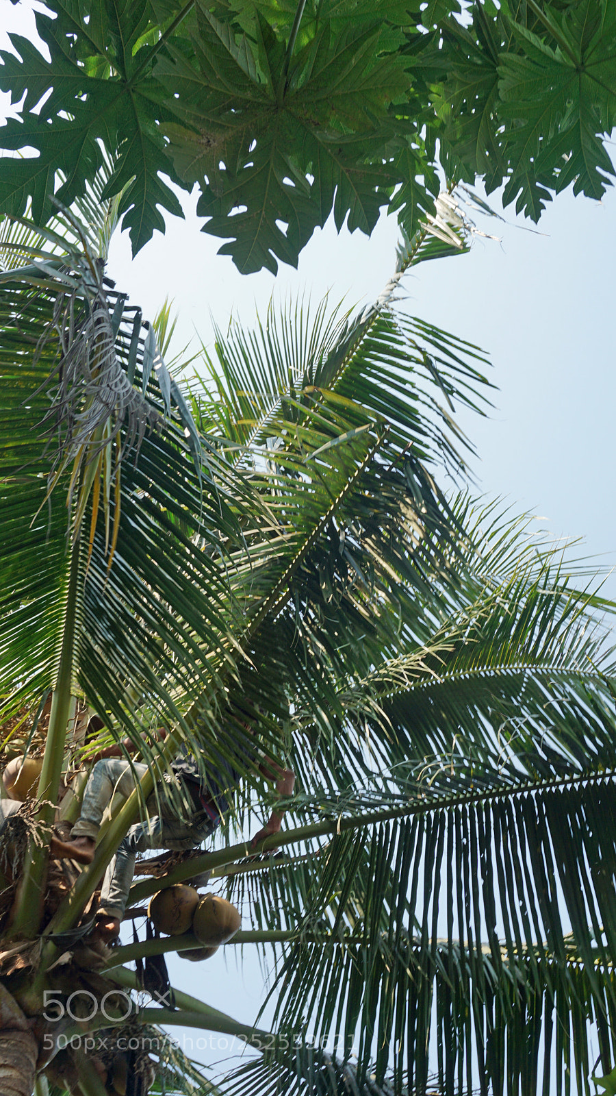 Sony a6000 sample photo. Cropping a coconut photography