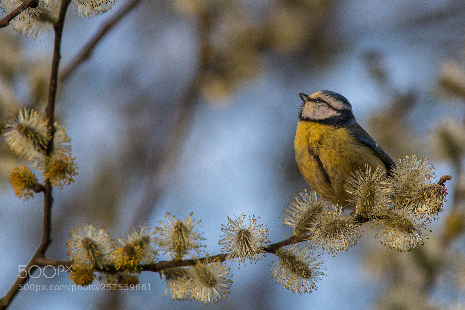 Canon EOS 70D sample photo. Great tit photography