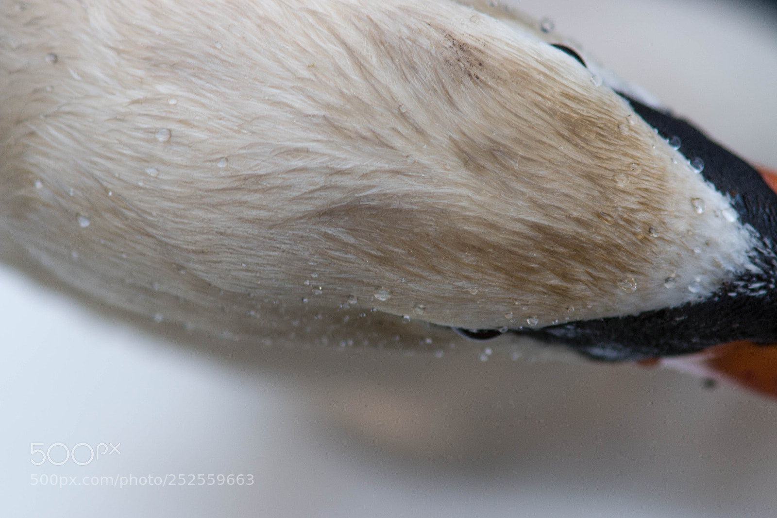 Canon EOS 70D sample photo. Swan photography
